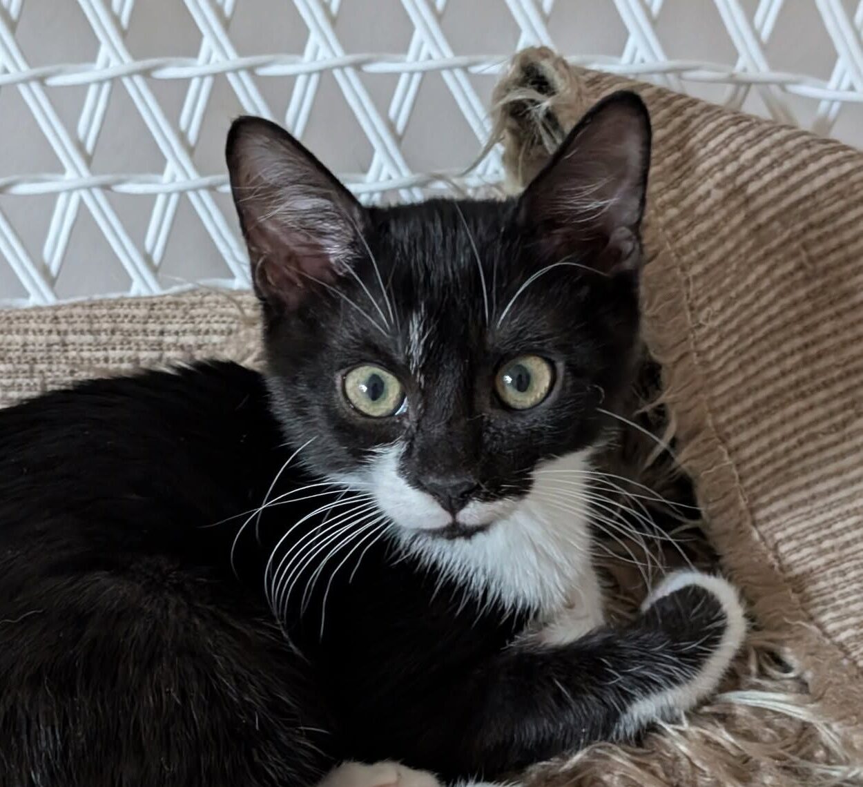 Antonio