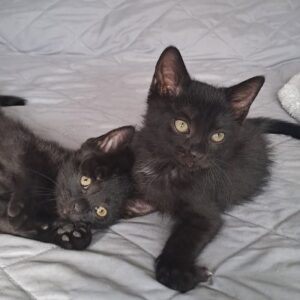 Smokie & Fína