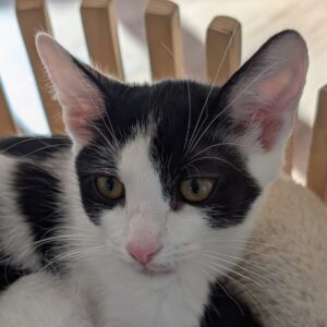 Luis