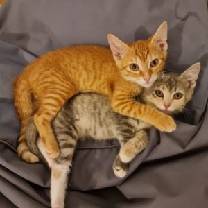 Lucky Toulouse & Dinah